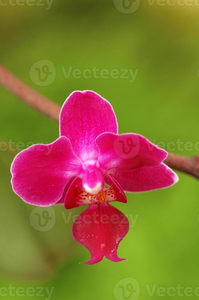 fiore orchidea rosa scuro foto