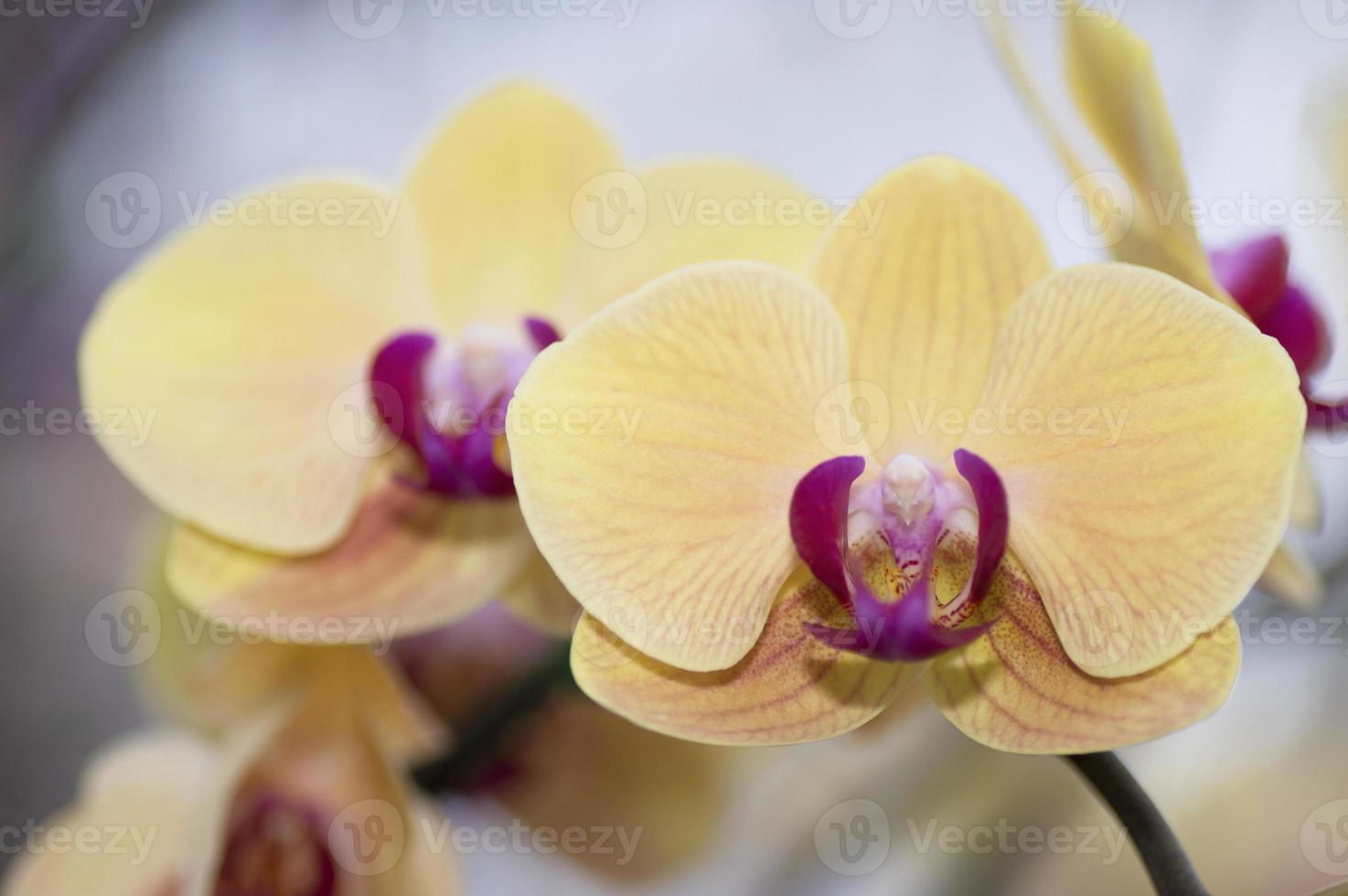 orchidee foto
