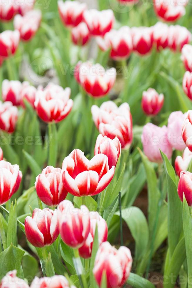 fiore di tulipano foto