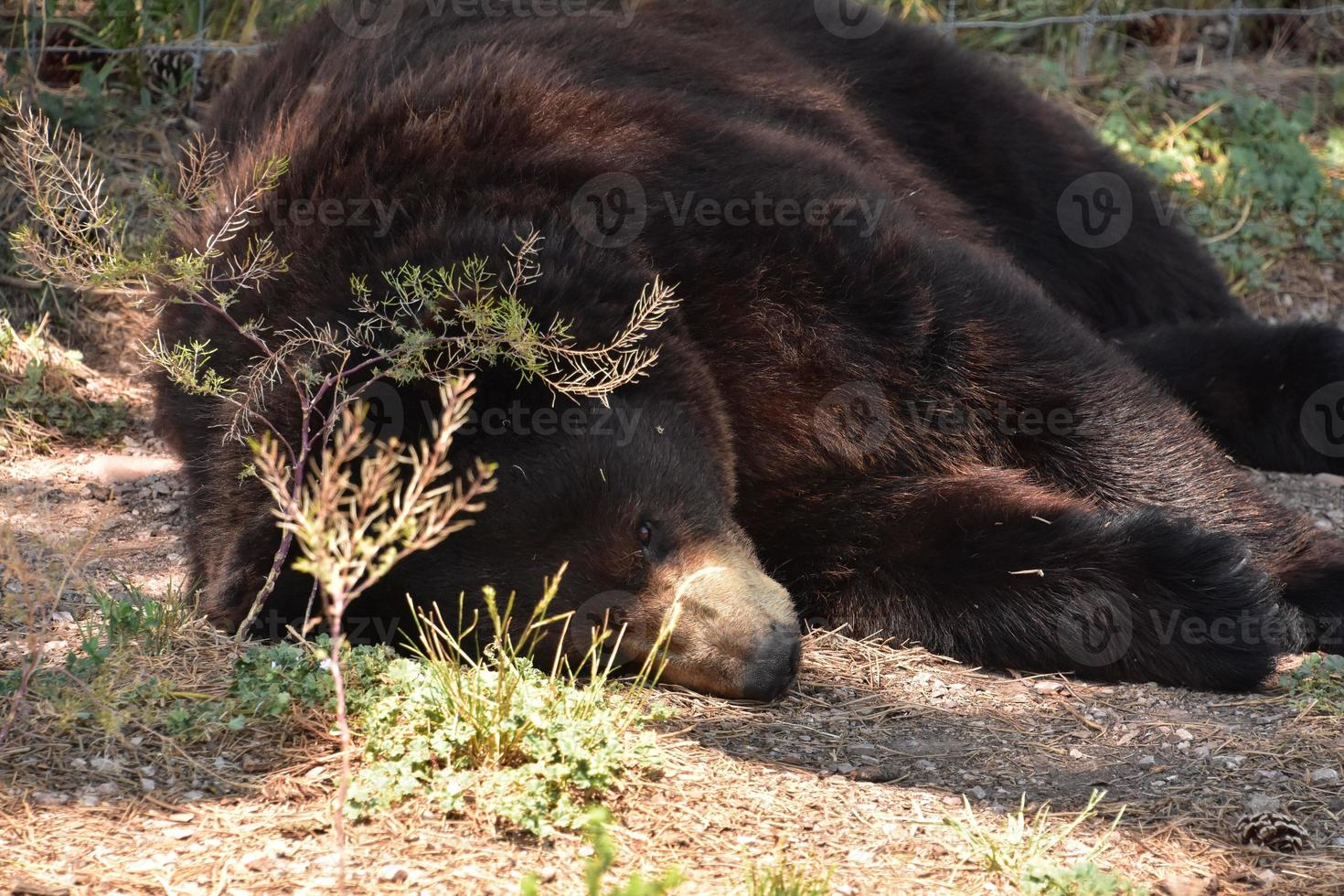 orso nero che riposa sul suolo della foresta foto