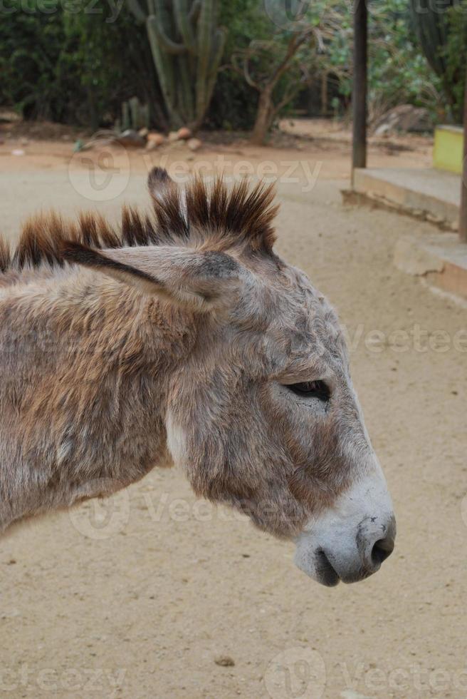 asino selvatico con le orecchie appuntate all'indietro foto