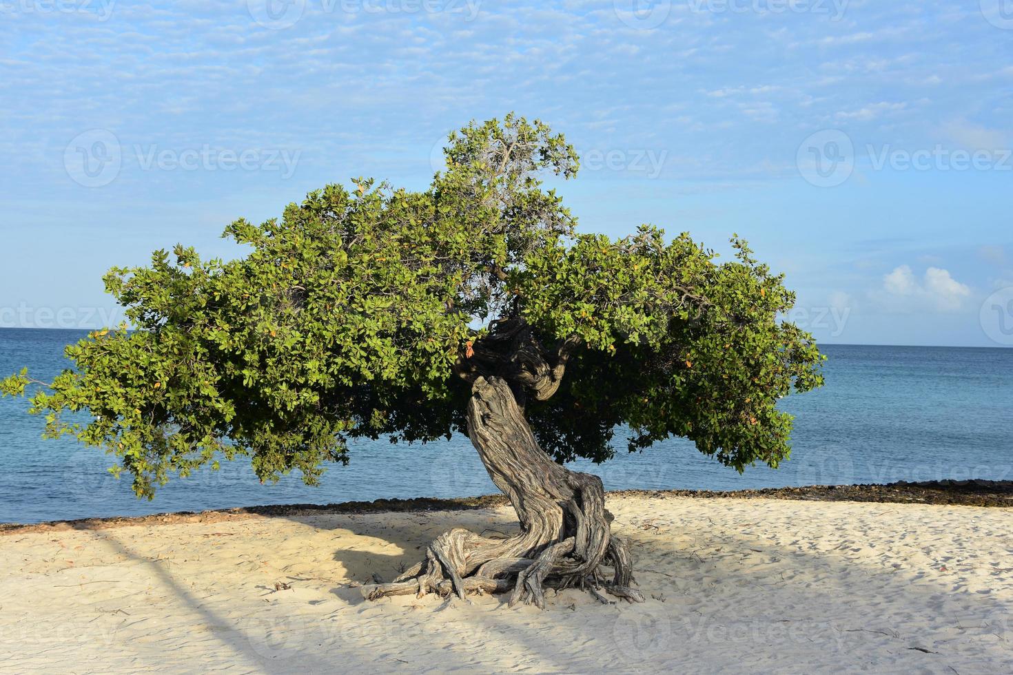 sole che splende sull'albero divi al mattino presto foto