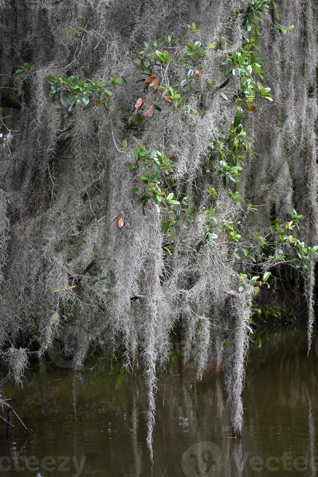 muschio spagnolo appeso agli alberi nella Louisiana meridionale foto