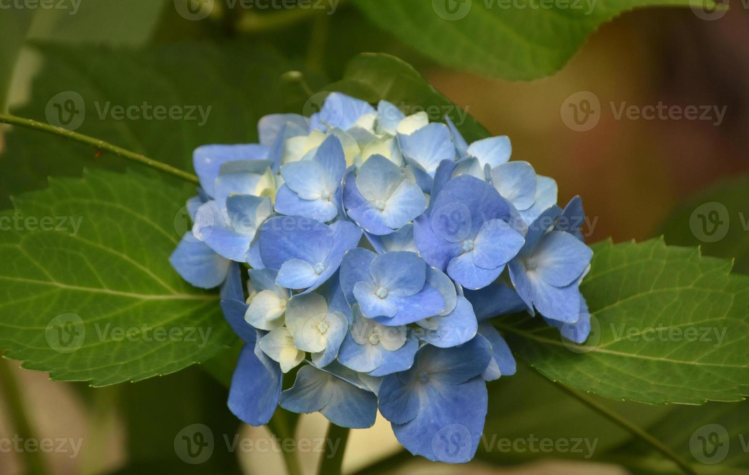 molto carina l'ortensia blu che fiorisce e fiorisce in estate foto