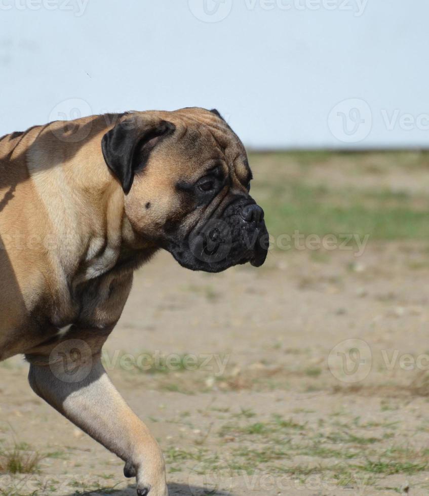 cane mastino che cammina foto