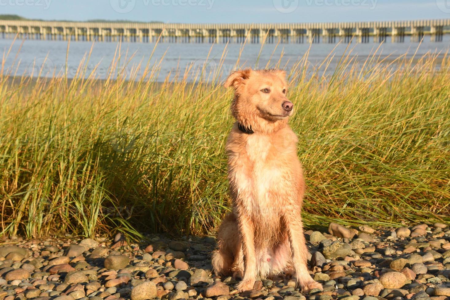 umido cagnolino rosso sulla spiaggia foto