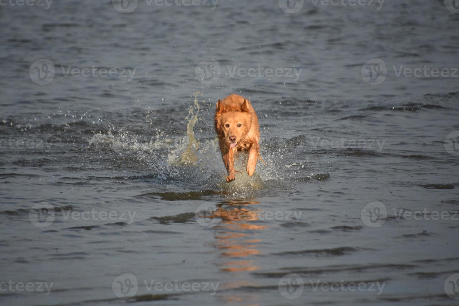 cane in azione che corre attraverso le acque dell'oceano foto