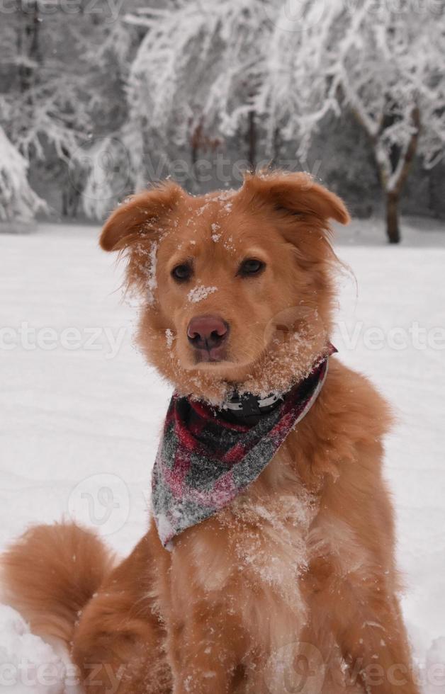 cane giocoso Toller Retriever nella neve foto