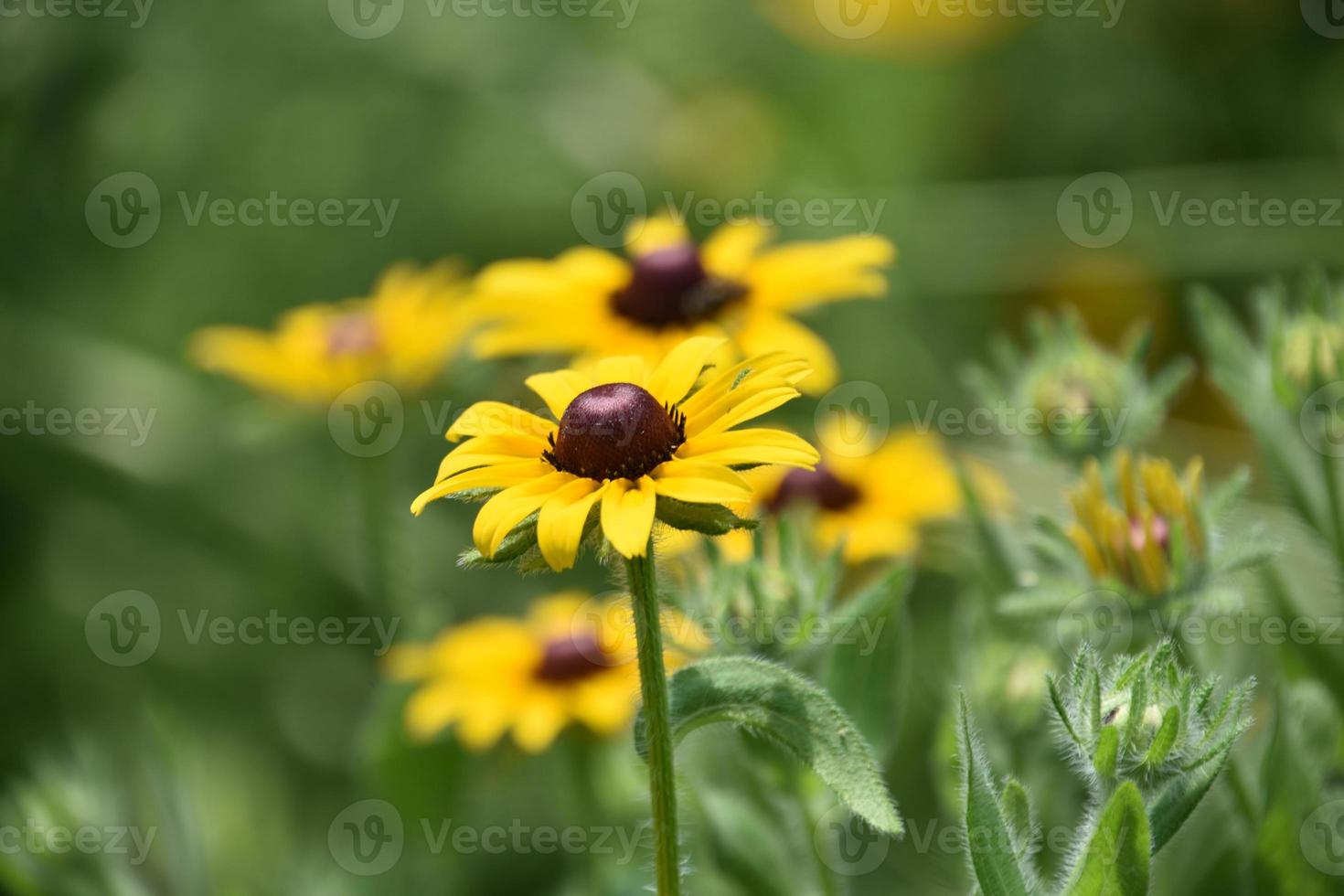 bella fioritura di piante di Susan dagli occhi neri in fiore foto