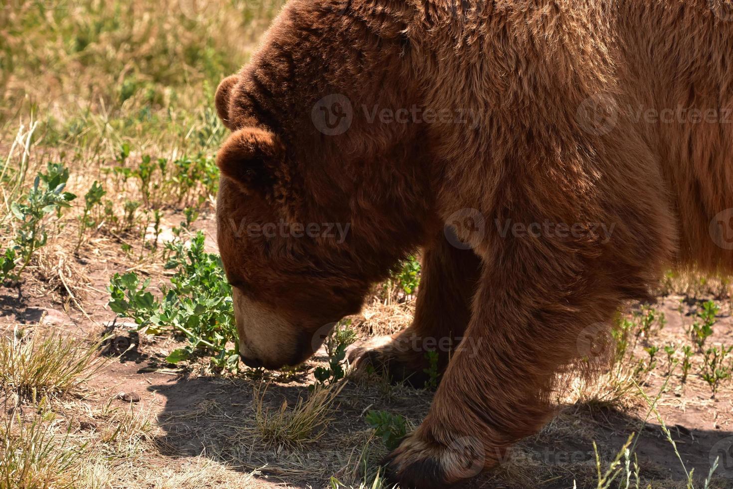 orso nero bruno selvatico che fiuta il terreno foto