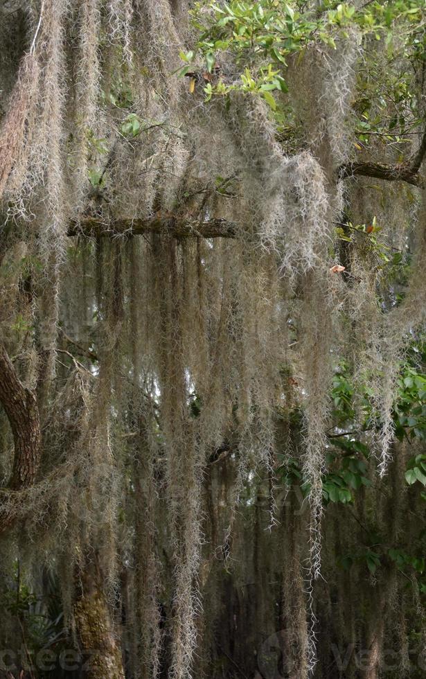 lungo muschio che drappeggiava gli alberi in Louisiana foto