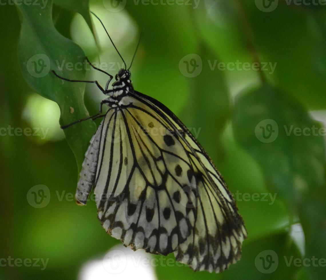 splendida farfalla di carta di riso su una foglia verde foto