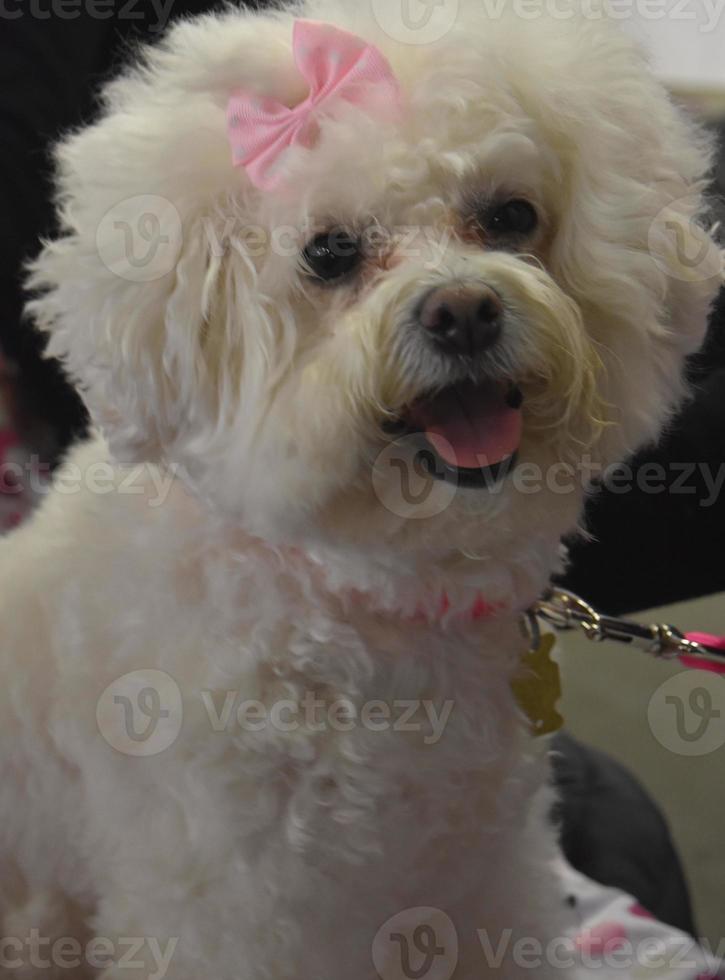 prezioso cucciolo di cane bichon bianco curato con un fiocco foto