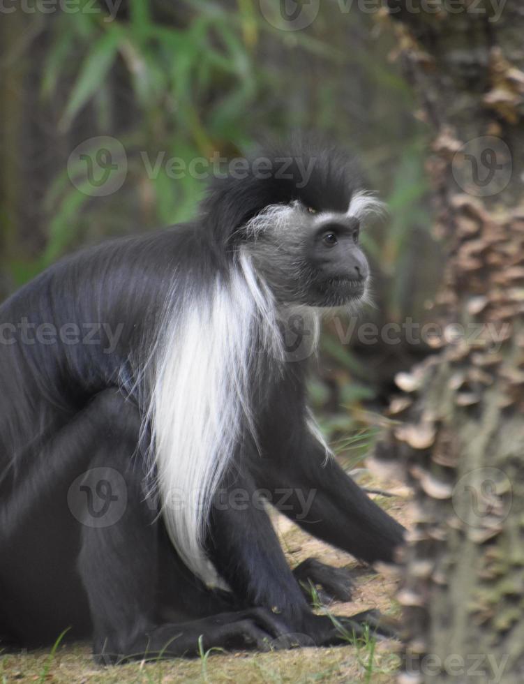 profilo di una scimmia colobo ammantata seduta foto