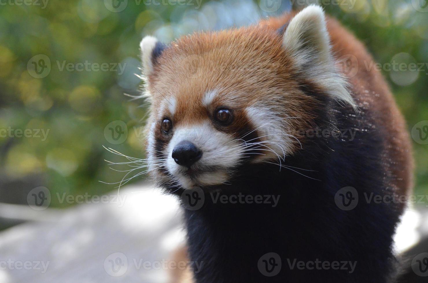 da vicino con un bellissimo panda gatto orso rosso foto