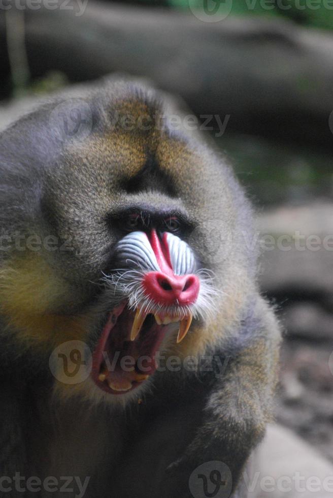 scimmia mandrillo con denti aguzzi con la bocca aperta foto