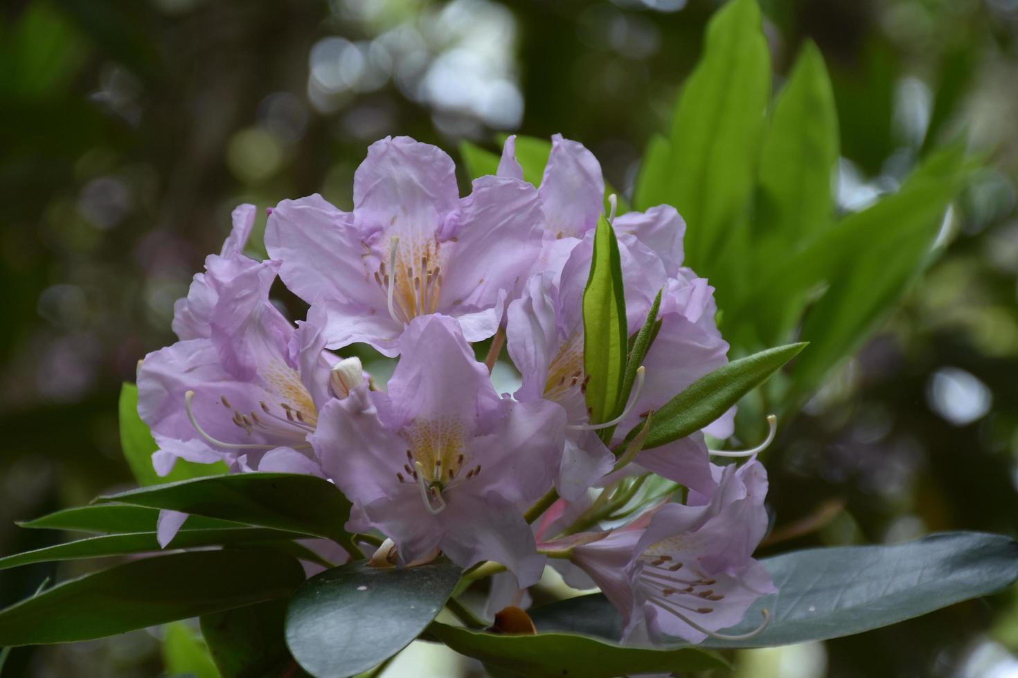 fiori di rododendro a fioritura viola chiaro su un cespuglio foto