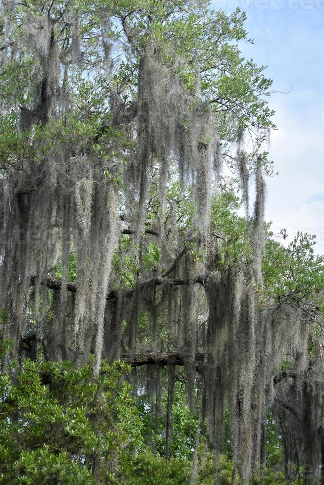 muschio nero che pende dagli alberi nel bayou foto