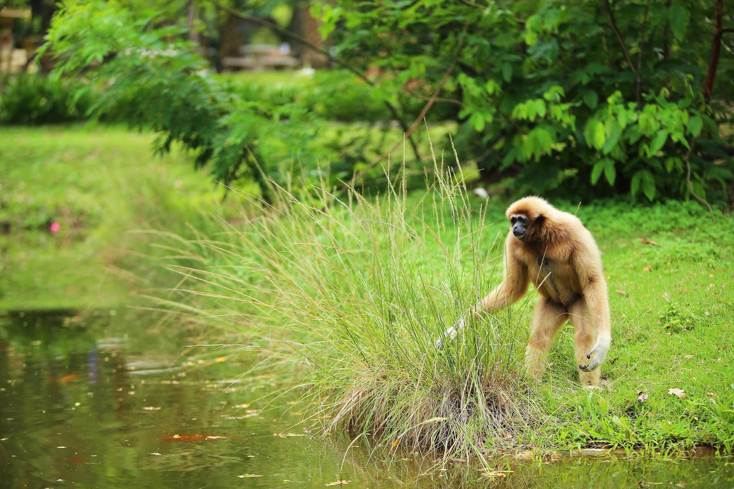 gibbone comune. gibbone dalle mani bianche che cammina sul campo vicino al lago nel parco naturale. foto