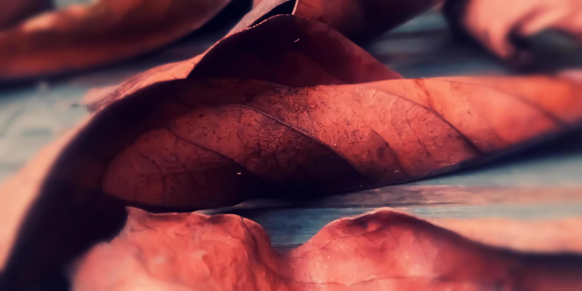 foglie d'autunno. fotografia macro foglia. sfondo autunnale foto