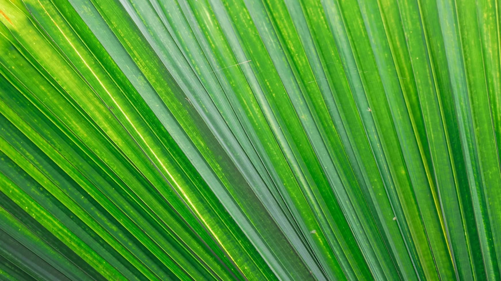 Close up di foglia di palma verde foto