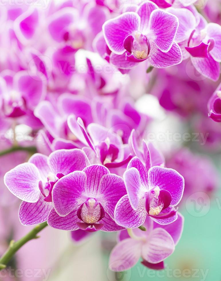fine rosa di macro dell'orchidea su nella stazione termale di salute. foto