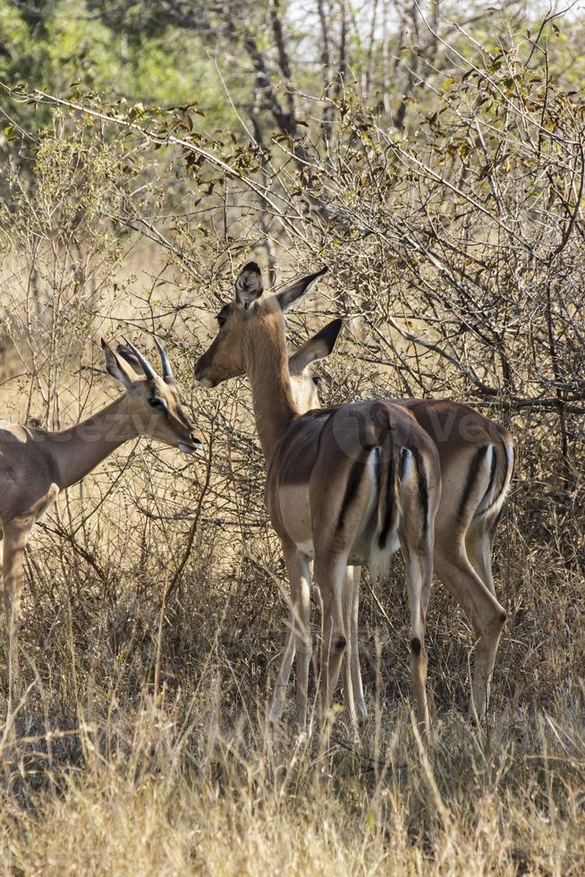 antilope impala foto