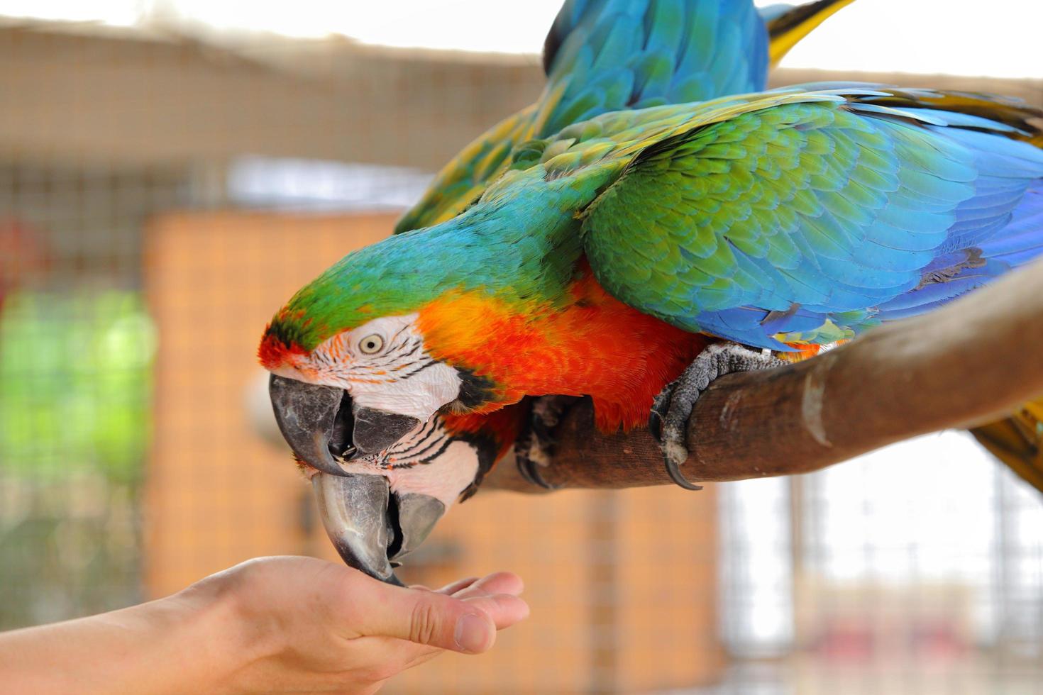 Ara bellissimo uccello foto