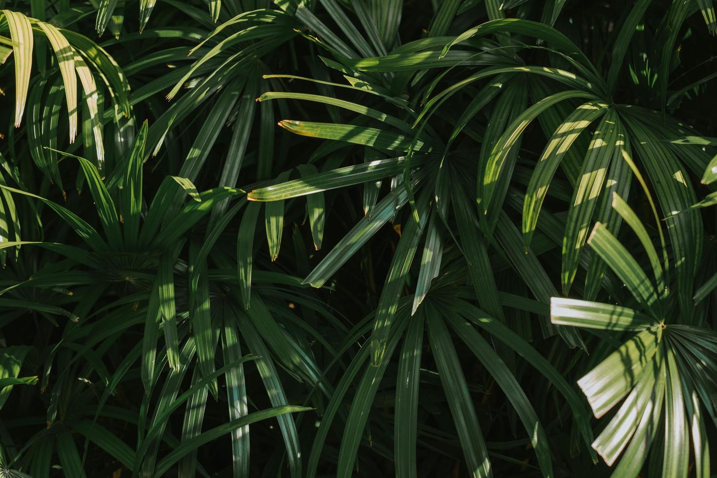 foglie di palma tropicali, priorità bassa del modello della foglia dell'albero, priorità bassa verde. foto