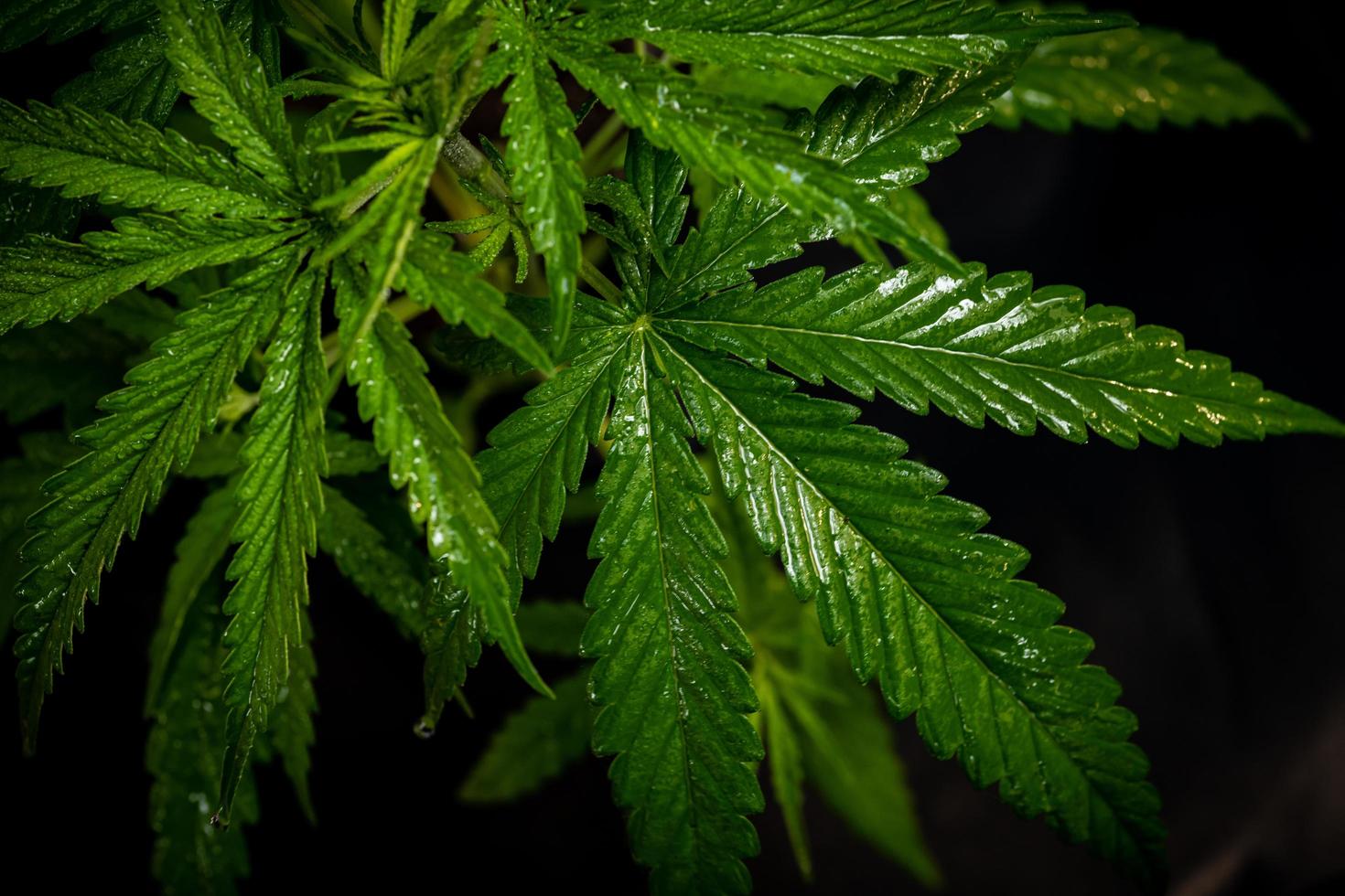 il bellissimo verde della marijuana lascia una pianta naturale per l'assistenza sanitaria di medicina chimica con sfondo nero. foto