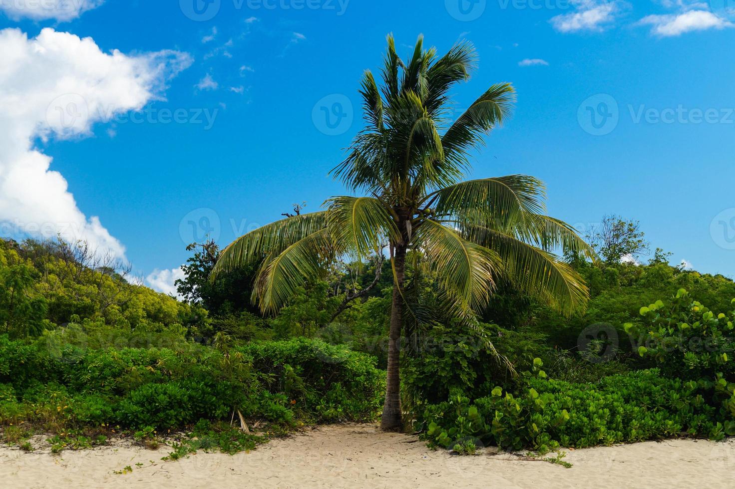 sulla costa di antigua foto