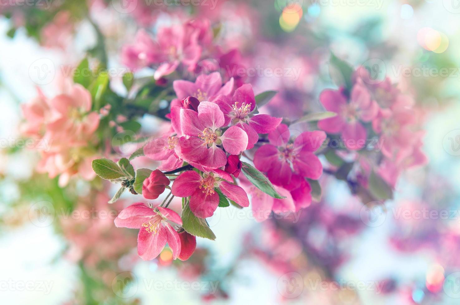 ciliegio in fiore. bellissimi fiori rosa. stile retrò tonico foto