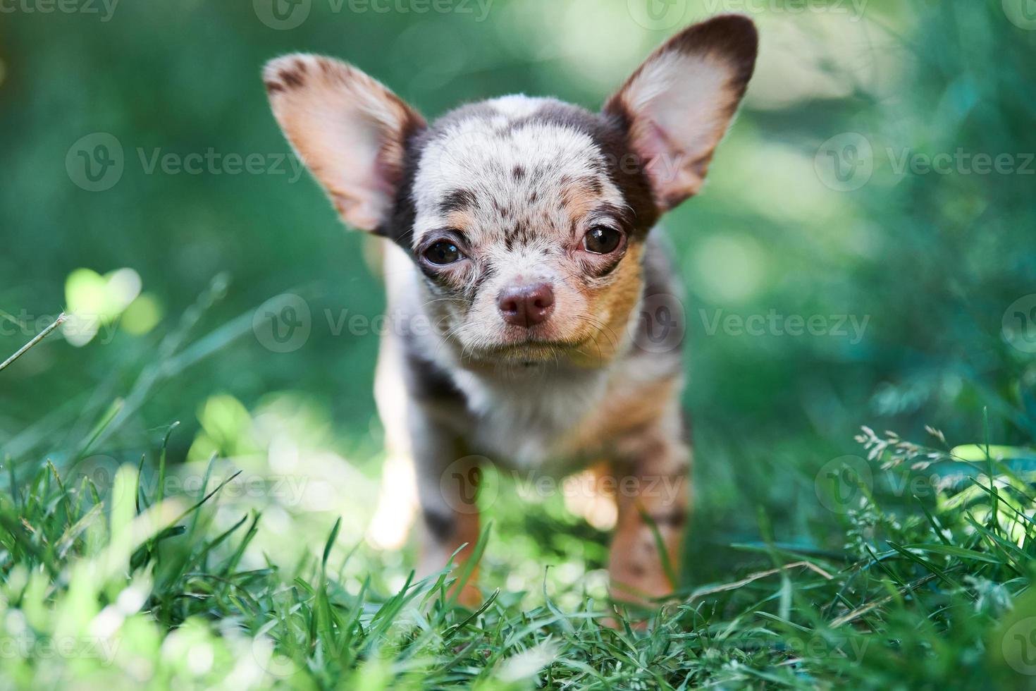 cucciolo di chihuahua, cagnolino in giardino foto