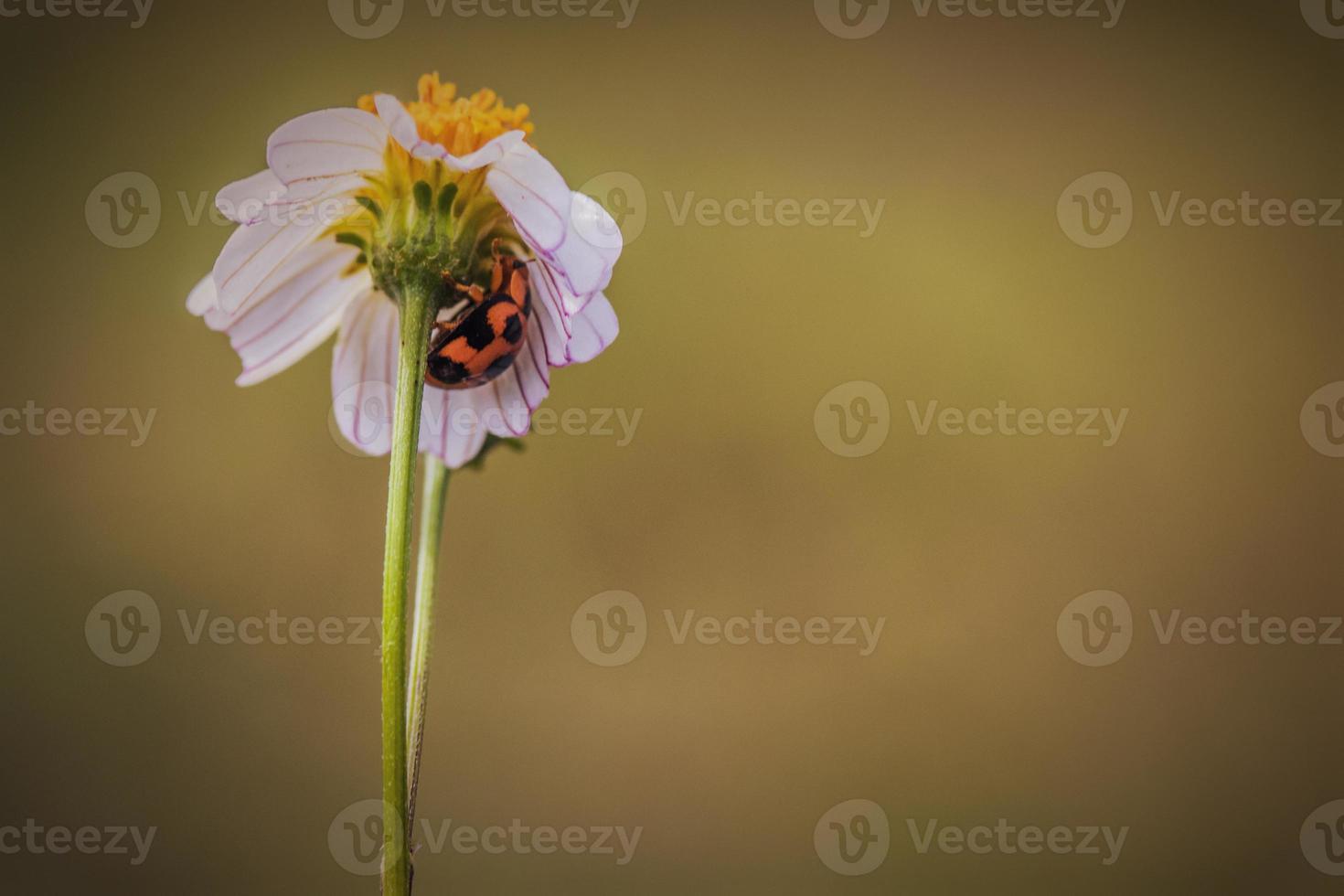 primo piano coccinella su un fiore foto