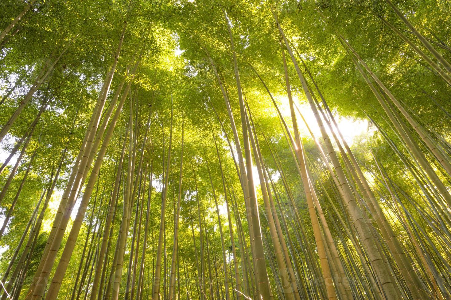 foresta di bambù, Kyoto, Giappone foto