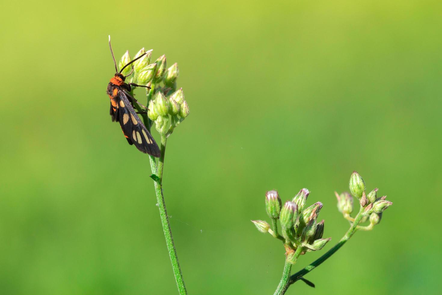 primo piano falena vespa sui fiori di erba foto