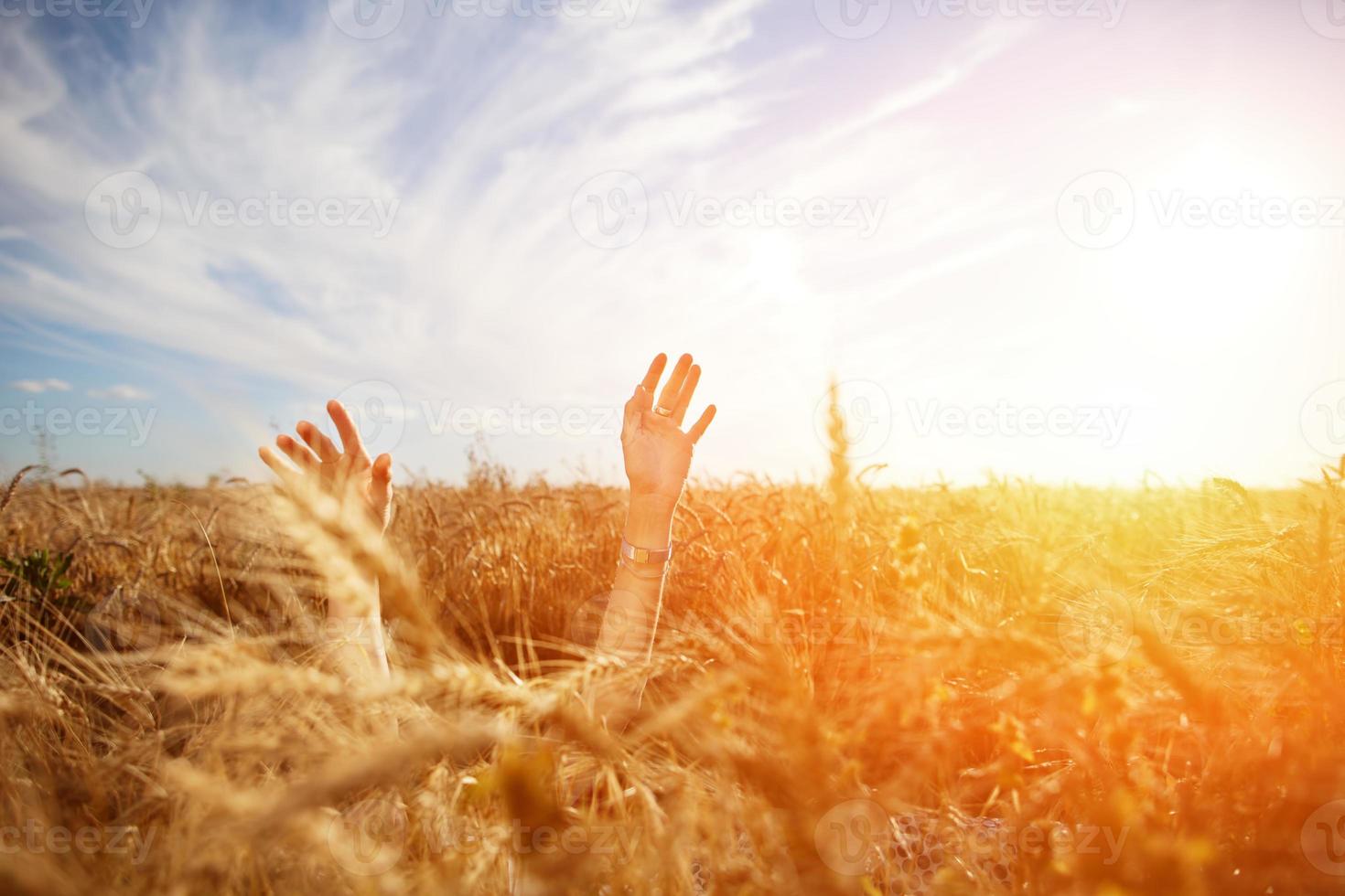 mani della ragazza sopra il campo di grano foto