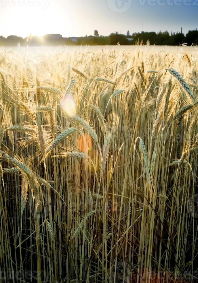campo di grano all'alba di una giornata di sole foto