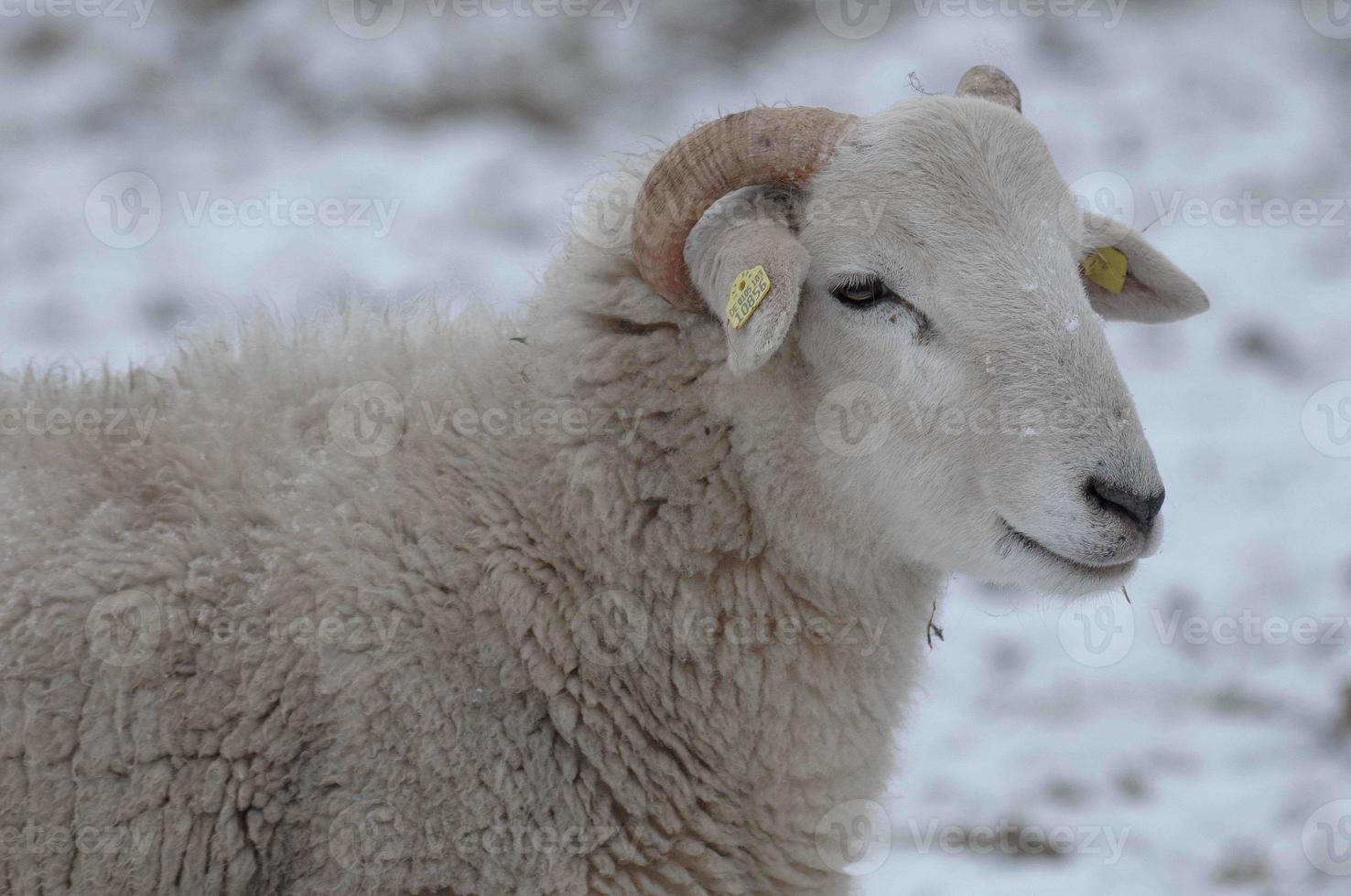 pecore in inverno foto