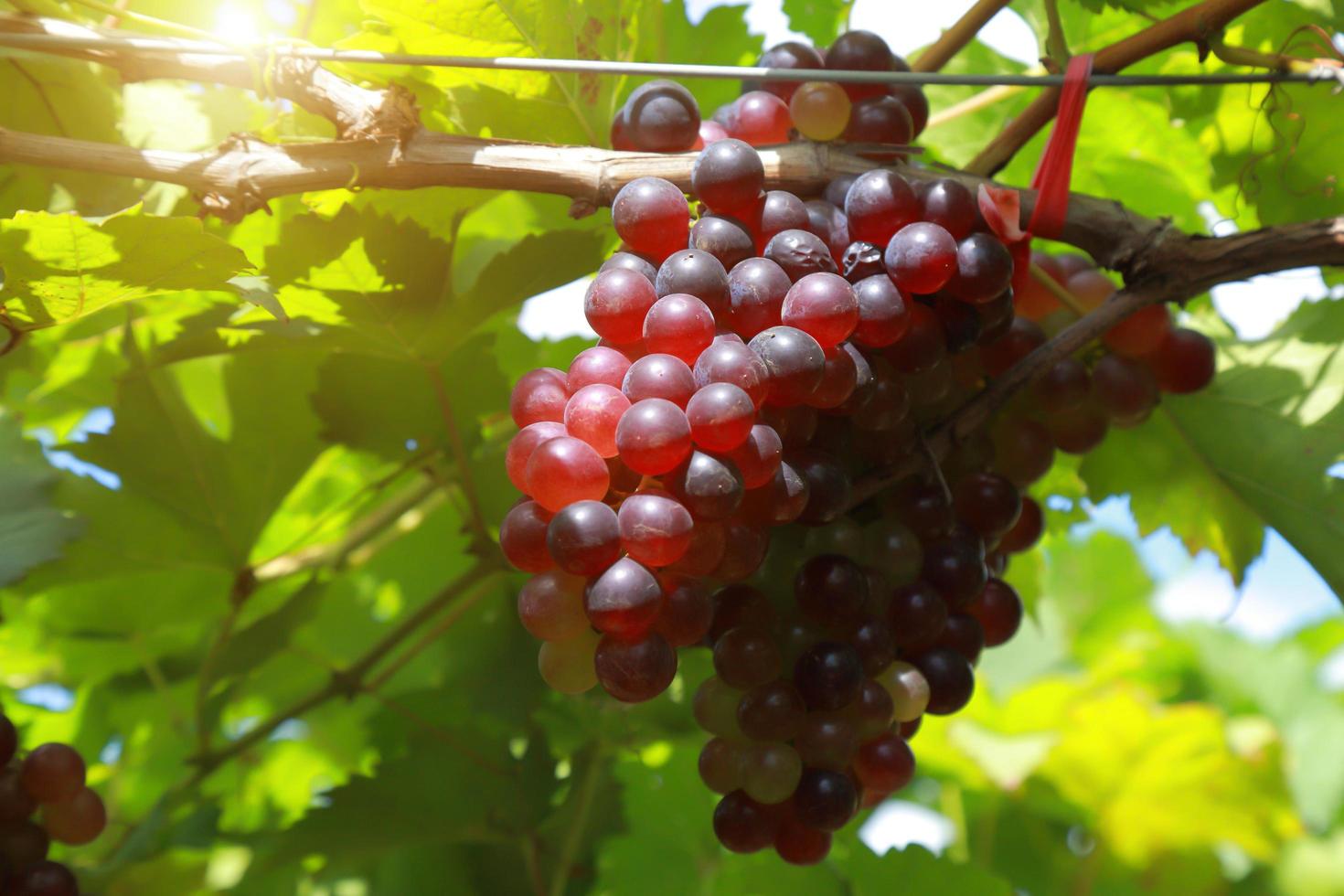 uva in vigna in una giornata di sole foto