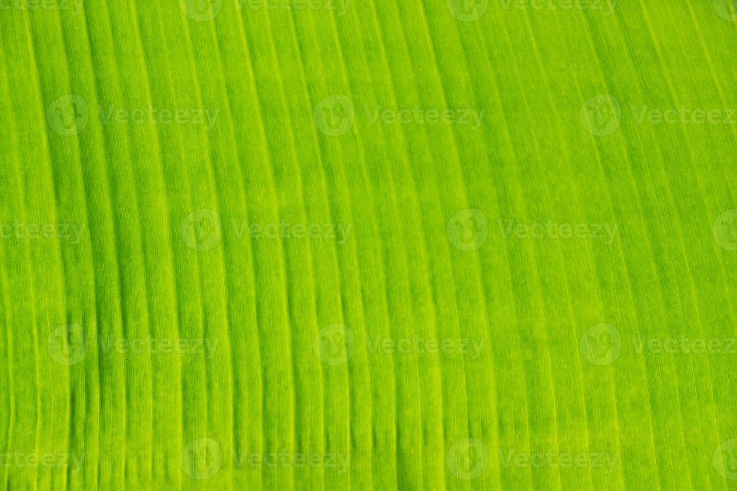 primo piano della struttura della foglia di banana, verde e fresca, in un parco foto