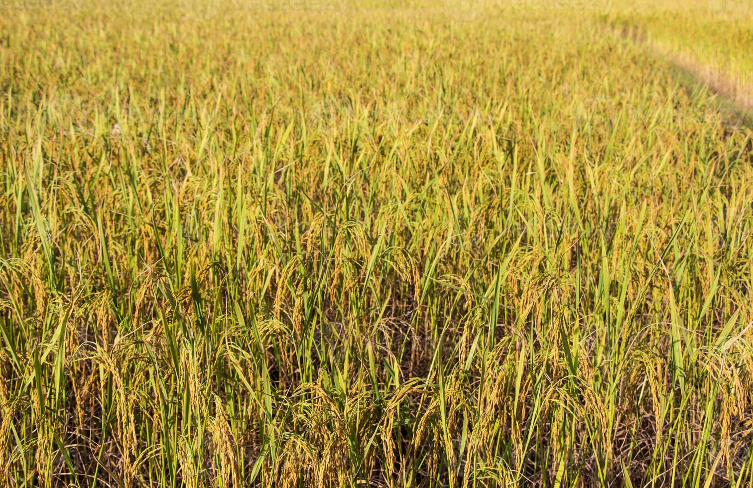 il riso è l'alimento base del popolo thailandese e quando il riso è giallo prima che i raccolti siano belli. foto