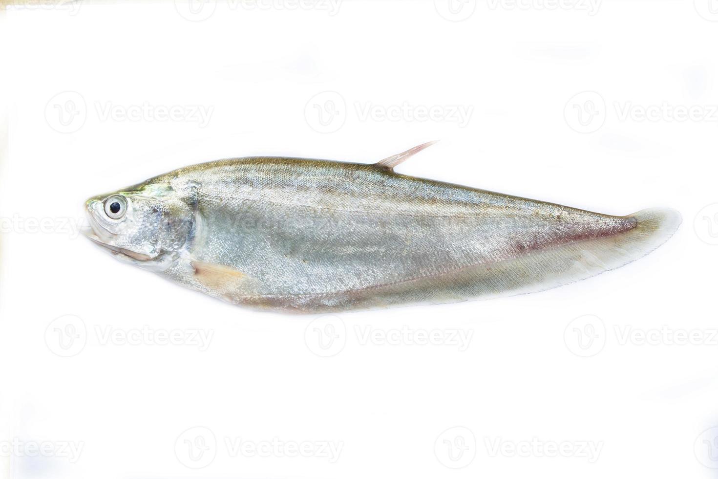 pesce coltello reale isolato su uno sfondo bianco foto