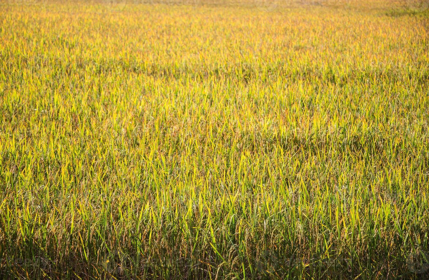 pianta di riso nel campo di riso in thailandia foto