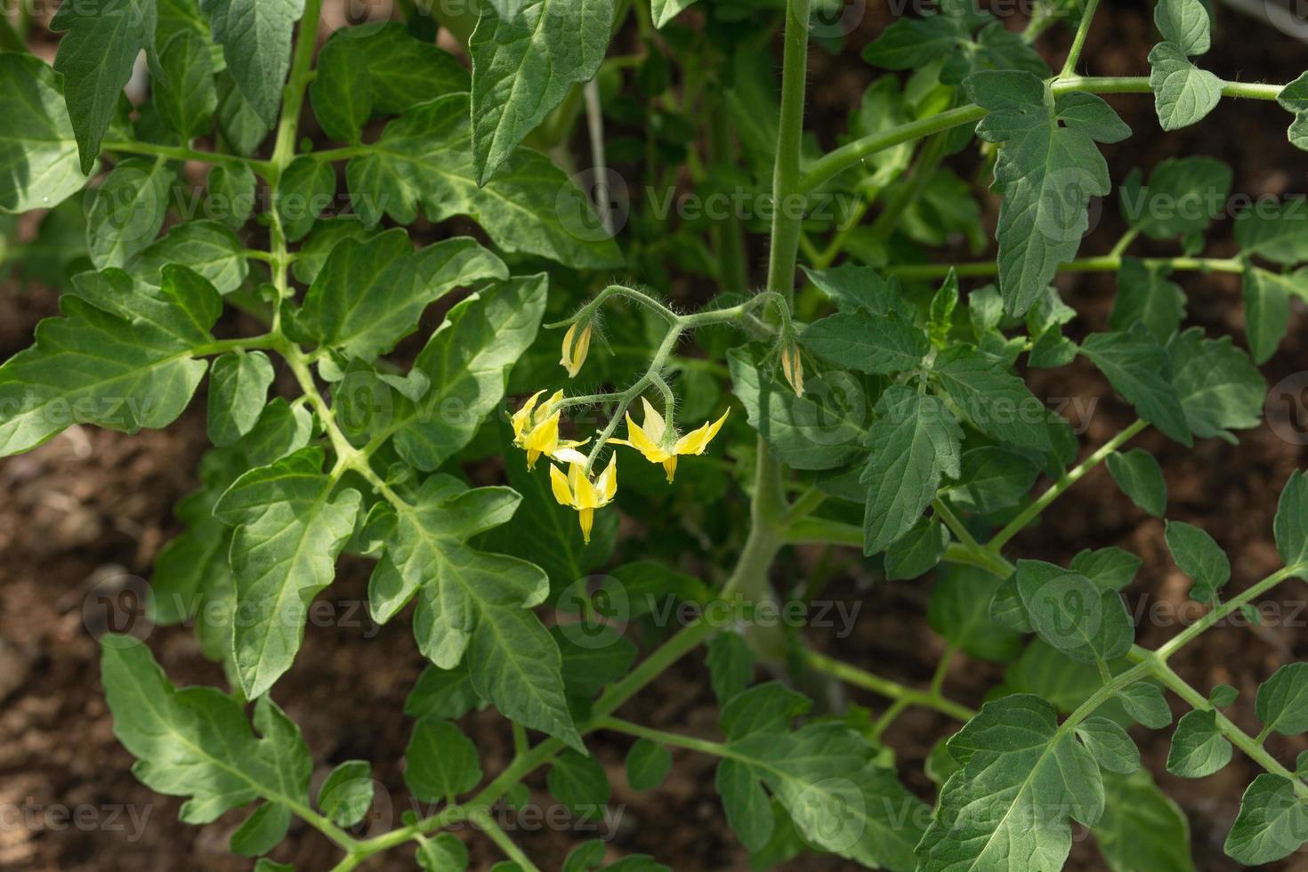 pianta di pomodori con fiori foto