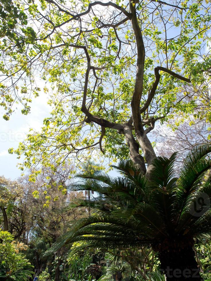 funchal e l'isola di Madera foto