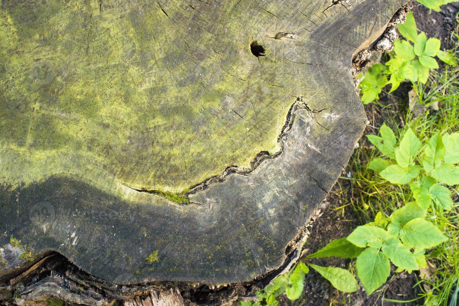 superficie di legno incrinata ricoperta di muschio e licheni foto