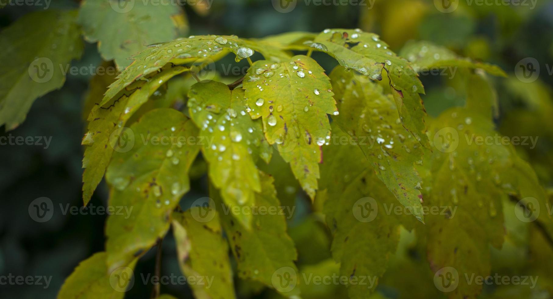 gocce d'acqua in congedo naturale verde. gocce rosse nell'erba verde, bokeh luminoso. foto