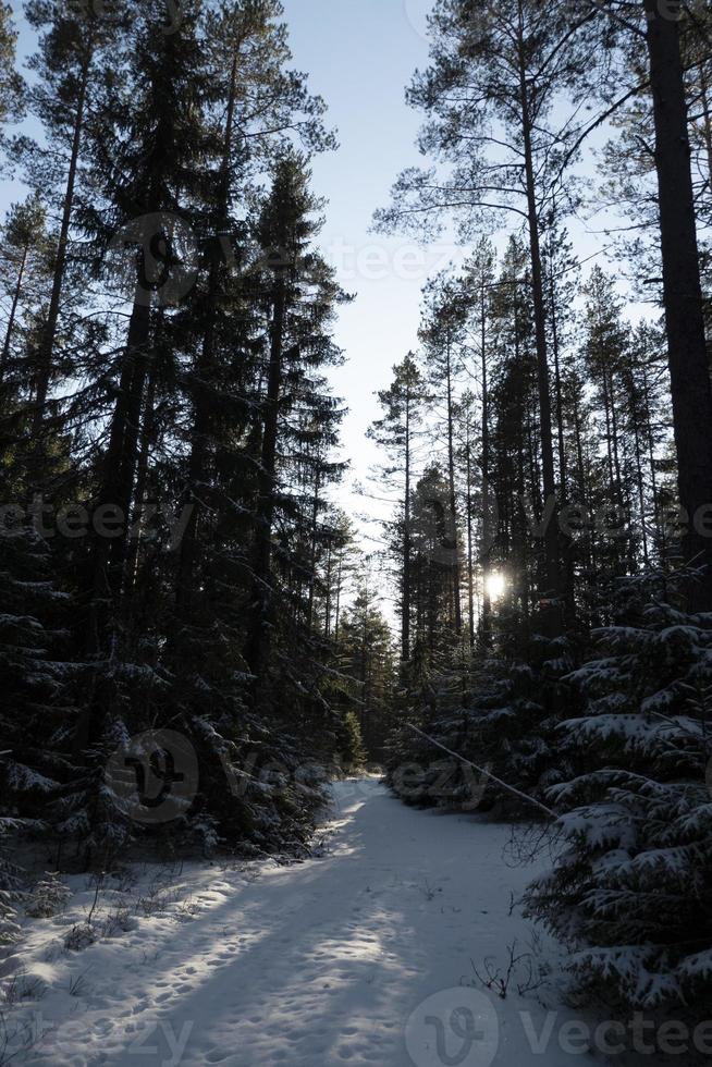 strada innevata nel bosco. paesaggio invernale. foto