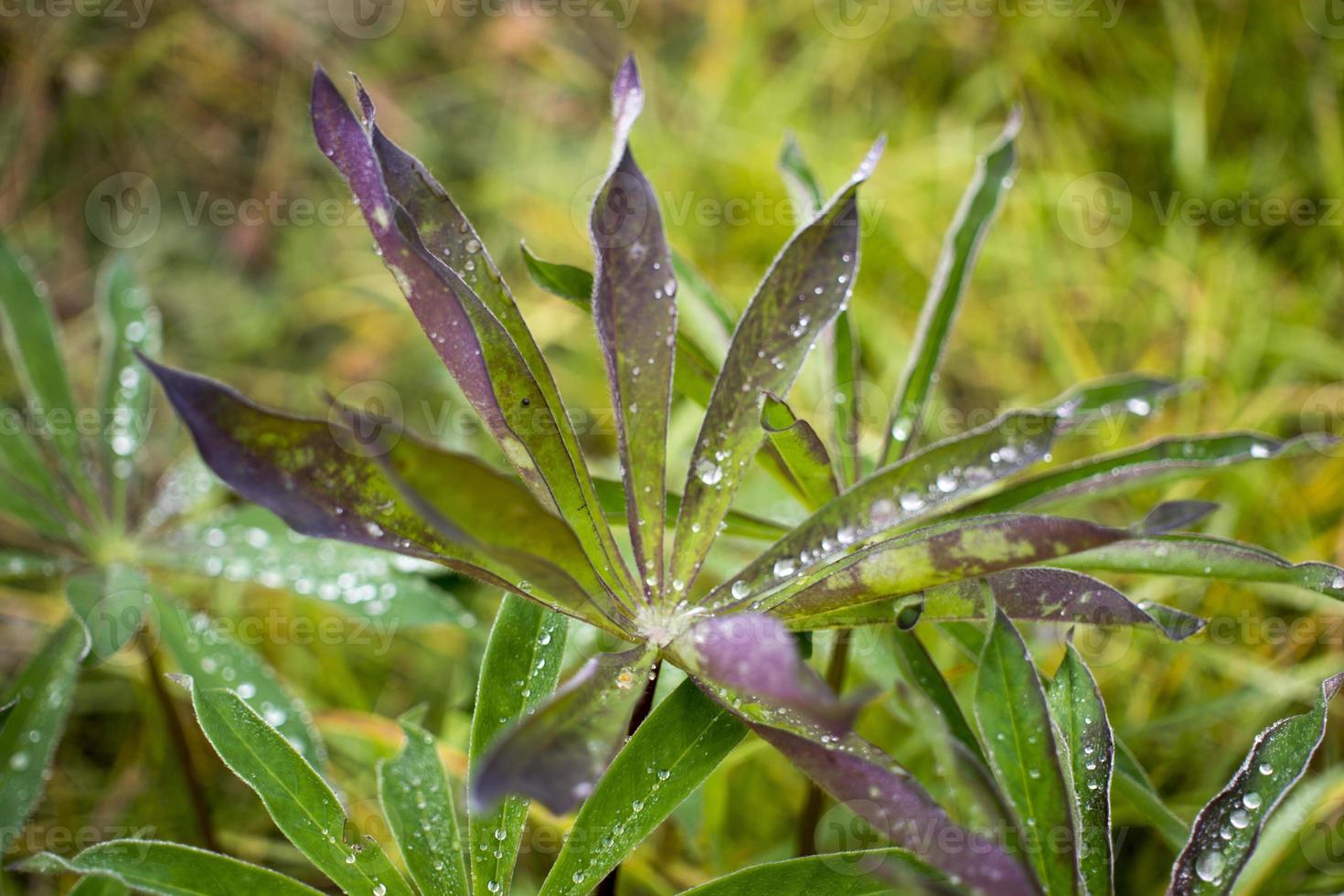 gocce d'acqua in congedo naturale verde. gocce rosse nell'erba verde, bokeh luminoso. foto